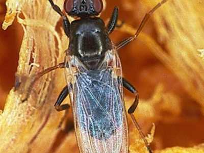 La Piophila casei, la mosca del formaggio 